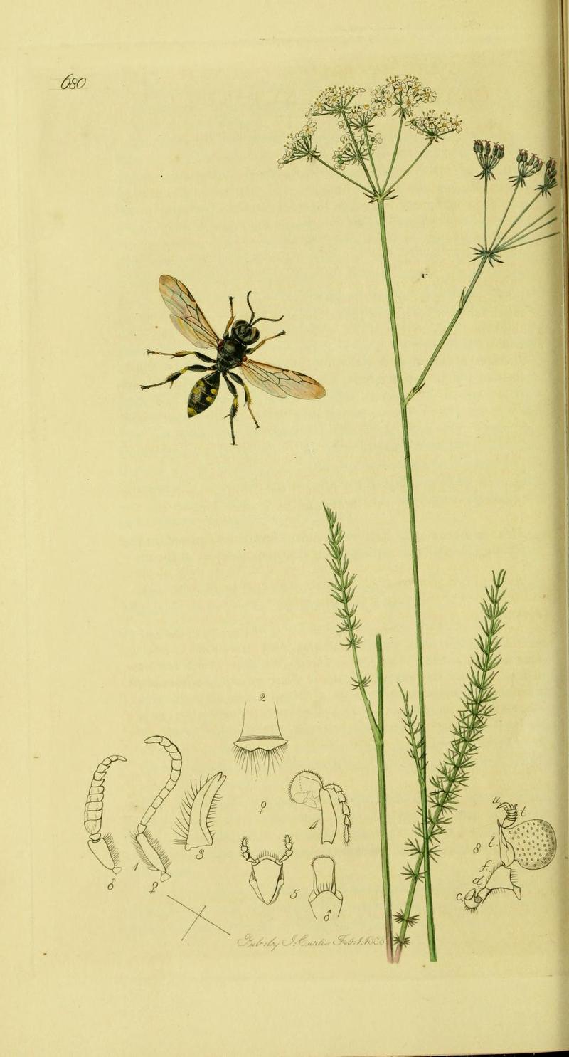 An illustration from British Entomology by John Curtis