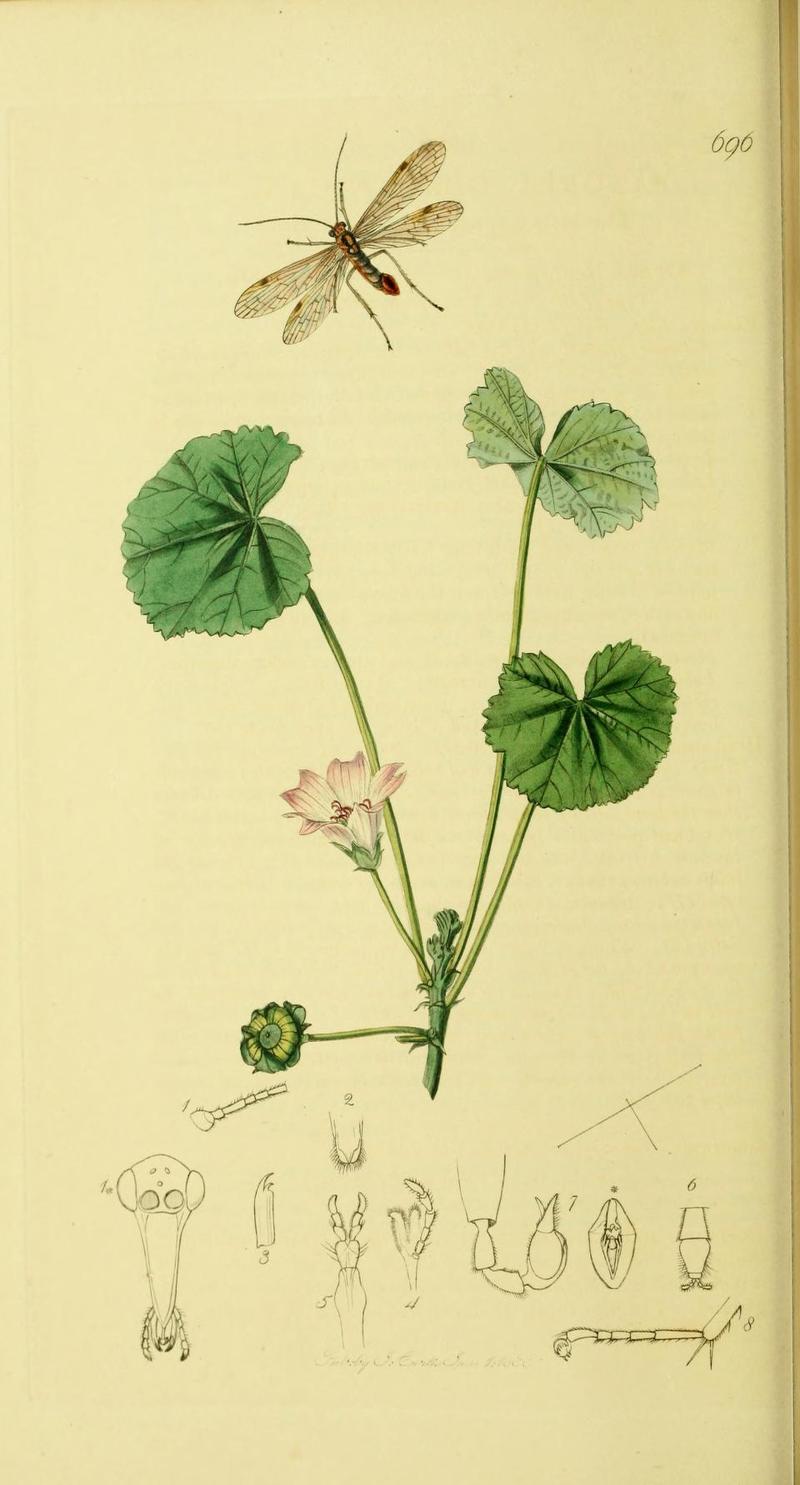 An illustration from British Entomology by John Curtis
