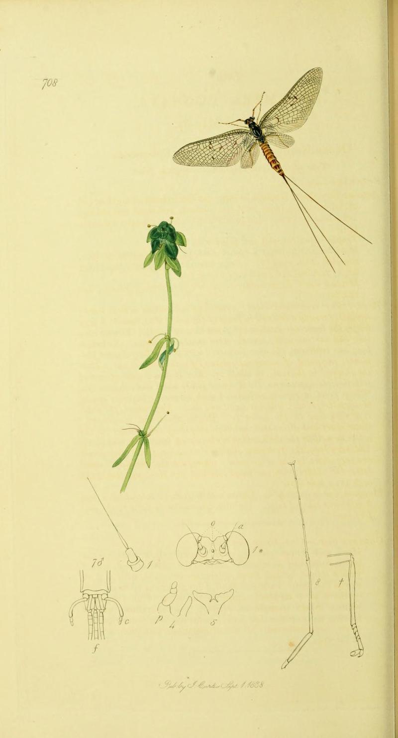 An illustration from British Entomology by John Curtis