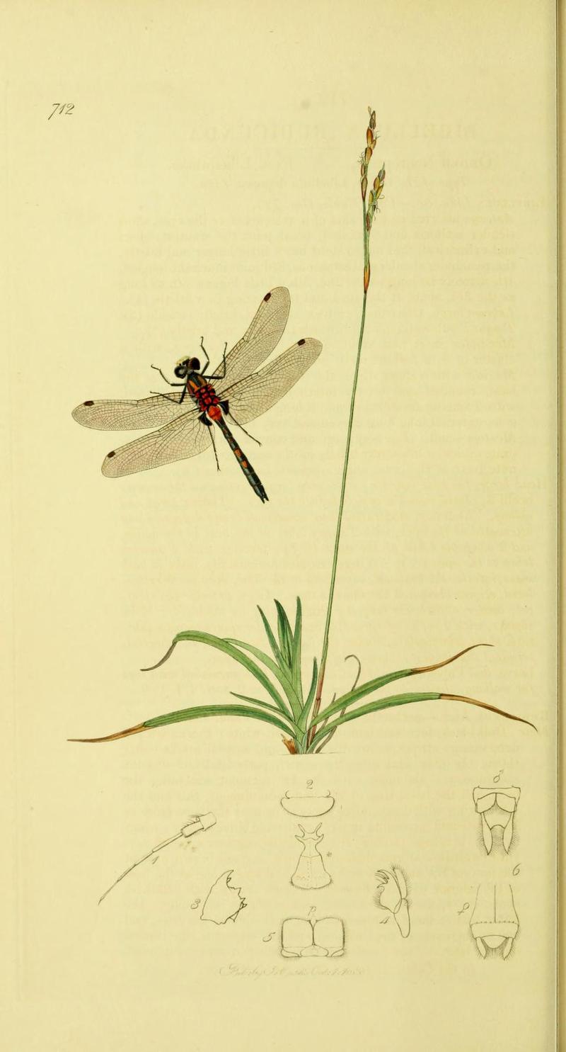 An illustration from British Entomology by John Curtis