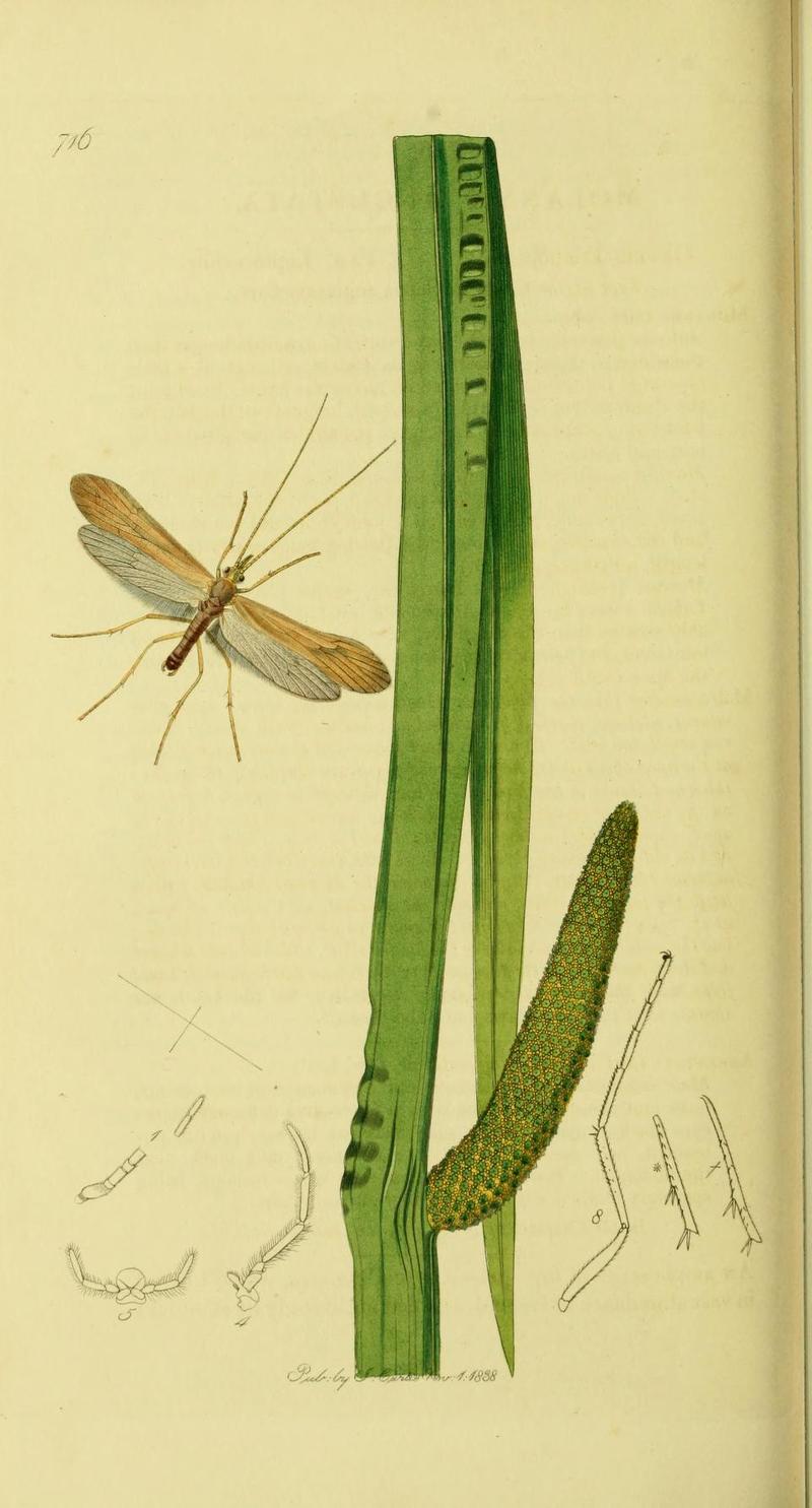 An illustration from British Entomology by John Curtis