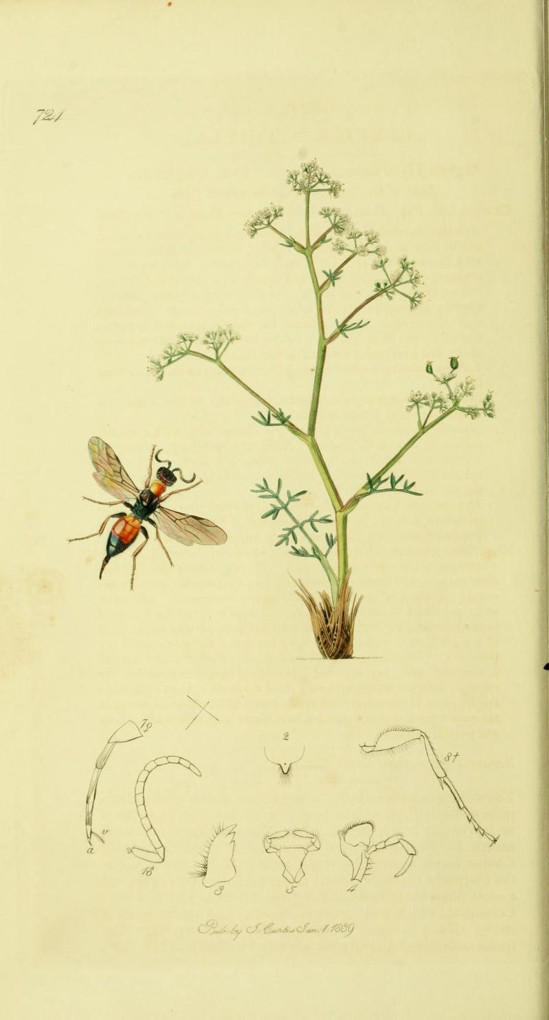 An illustration from British Entomology by John Curtis