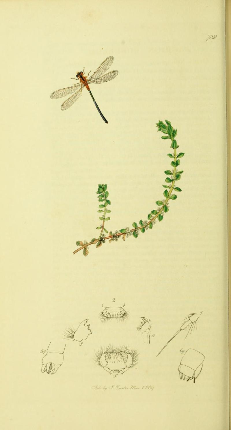 An illustration from British Entomology by John Curtis