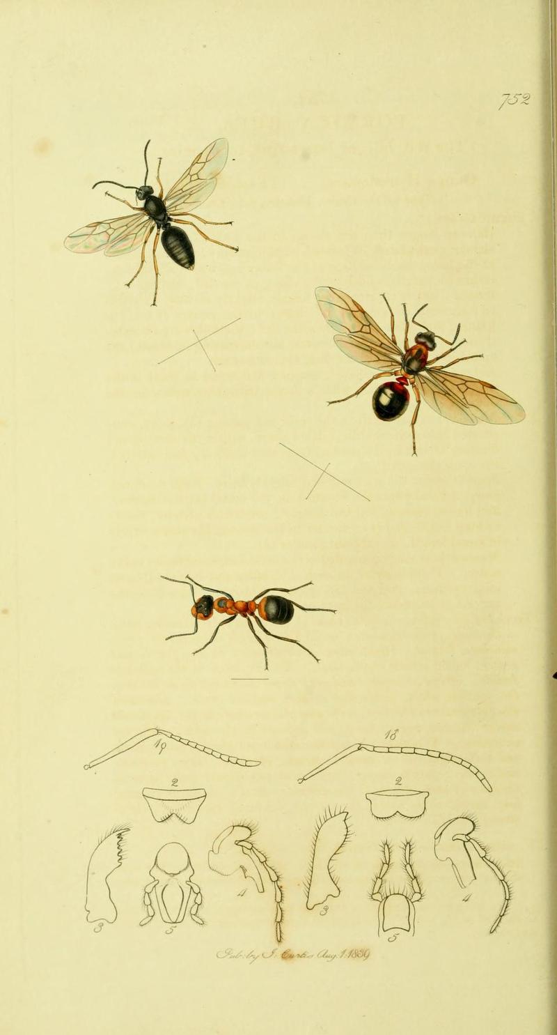 An illustration from British Entomology by John Curtis