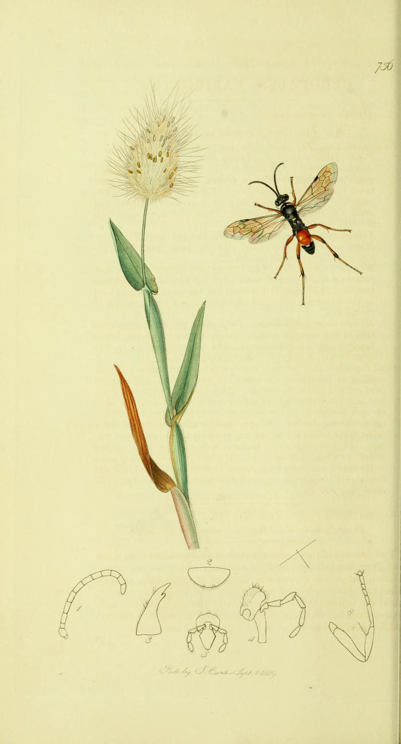 An illustration from British Entomology by John Curtis