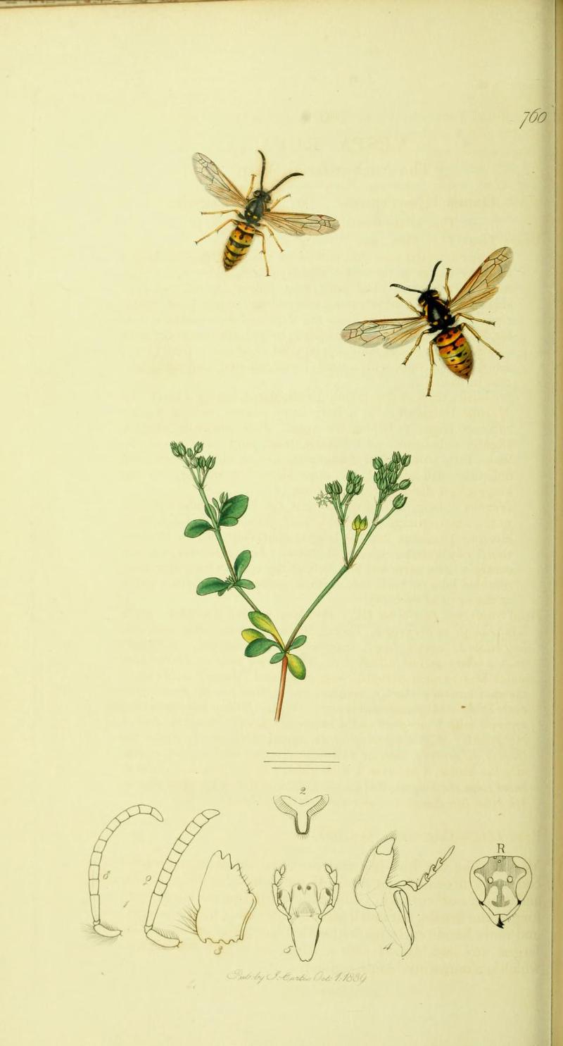 An illustration from British Entomology by John Curtis