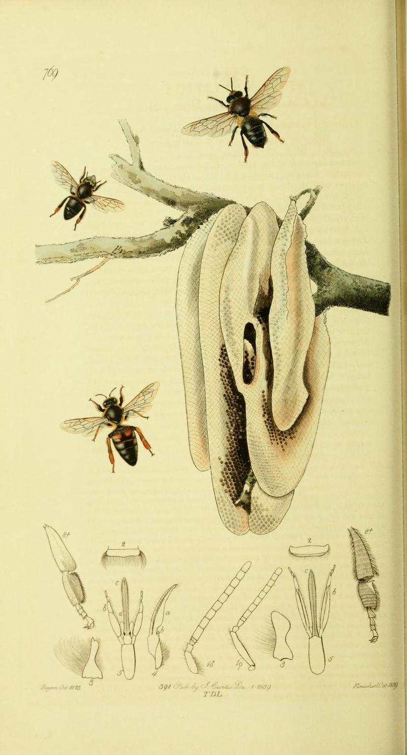 An illustration from British Entomology by John Curtis