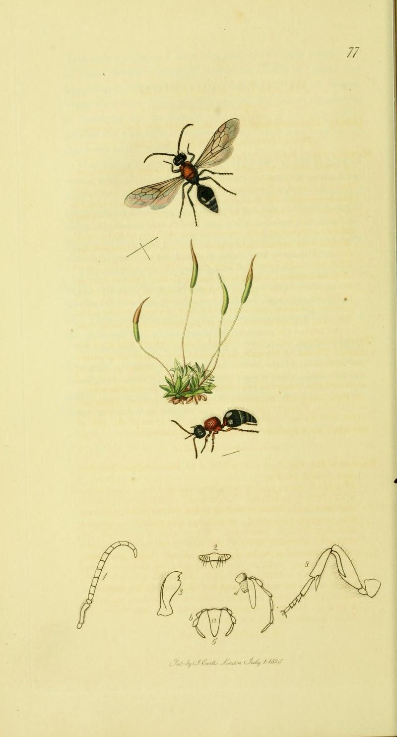 An illustration from British Entomology by John Curtis