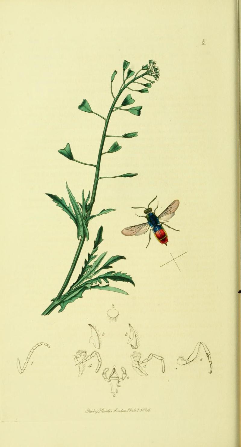 An illustration from British Entomology by John Curtis