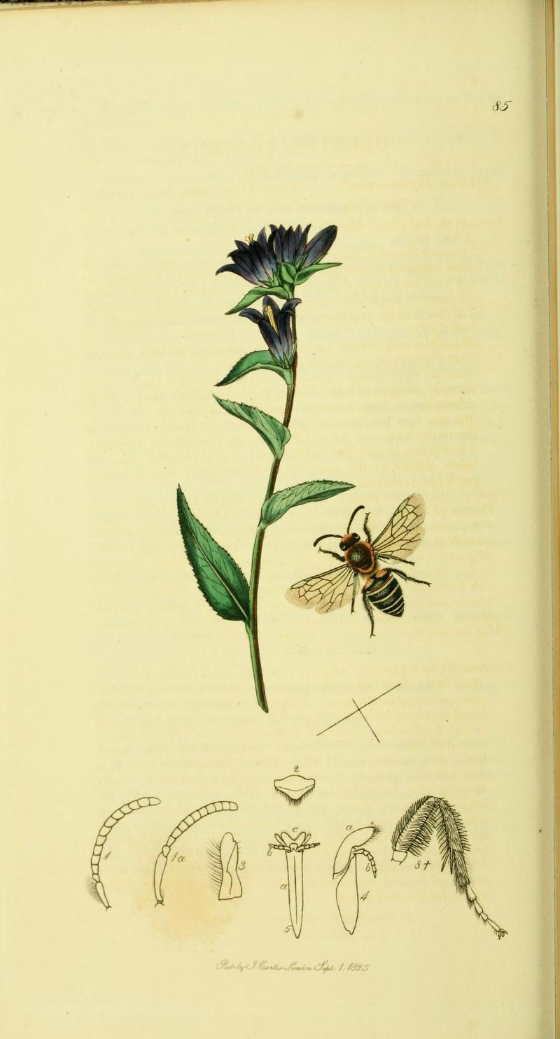 An illustration from British Entomology by John Curtis