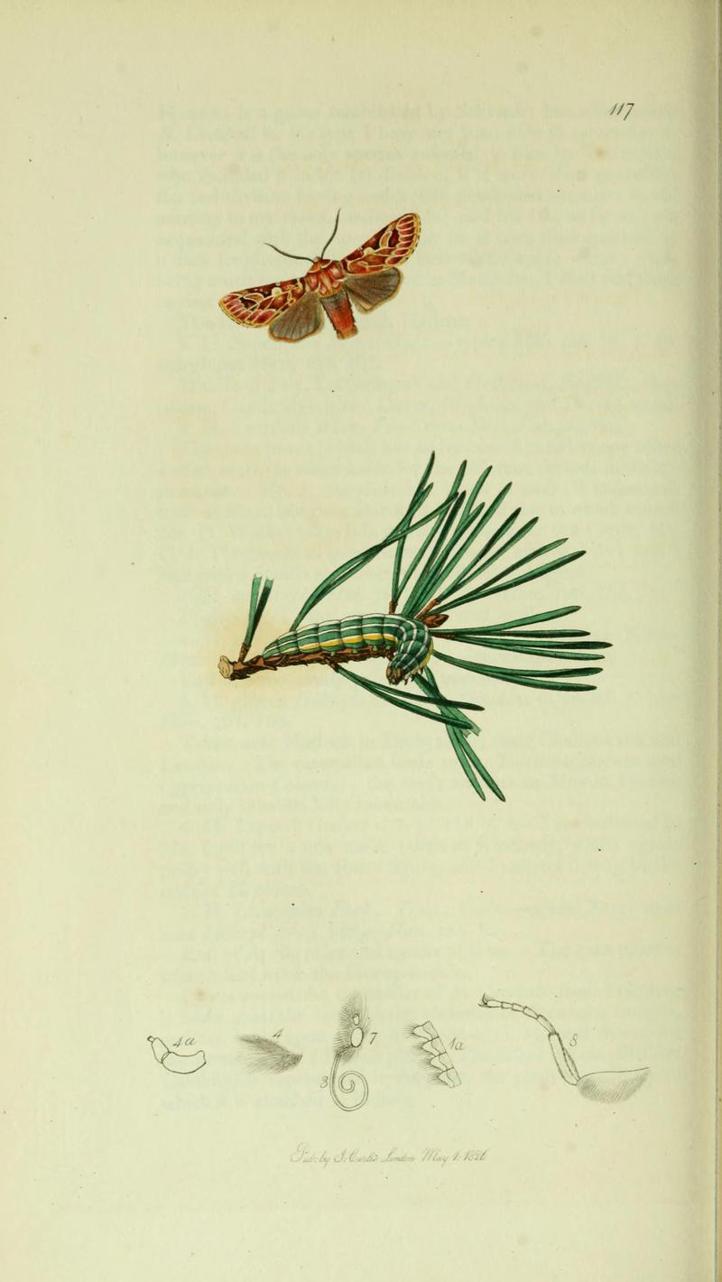 Britishentomologyvolume5Plate117