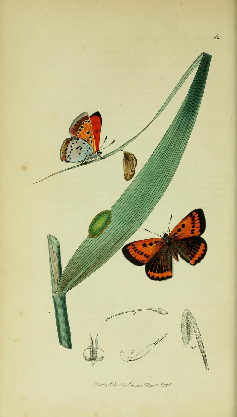 Britishentomologyvolume5Plate12