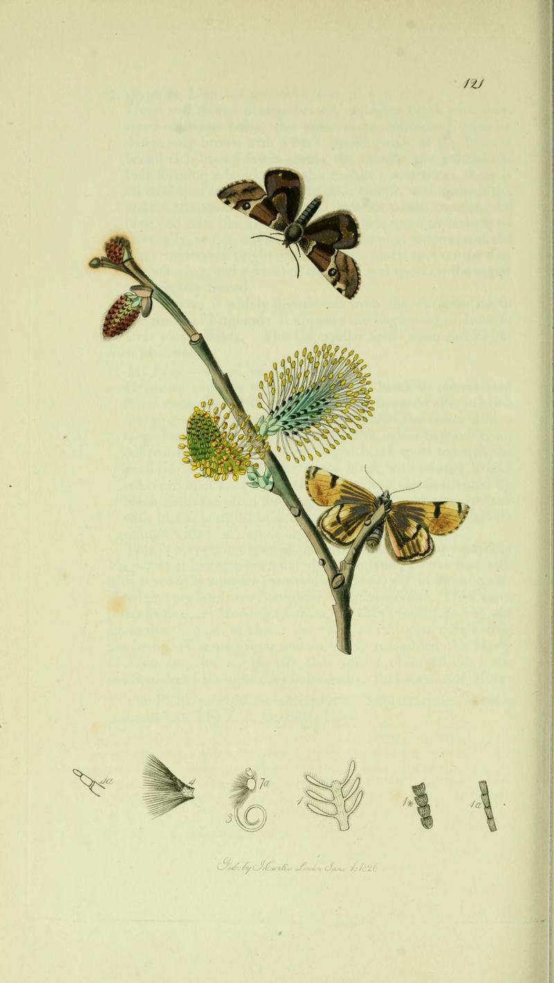 Britishentomologyvolume5Plate121