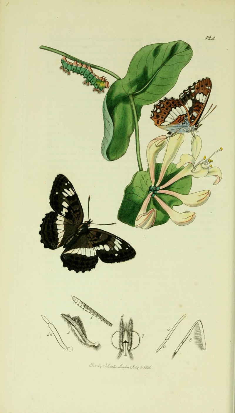 Britishentomologyvolume5Plate124