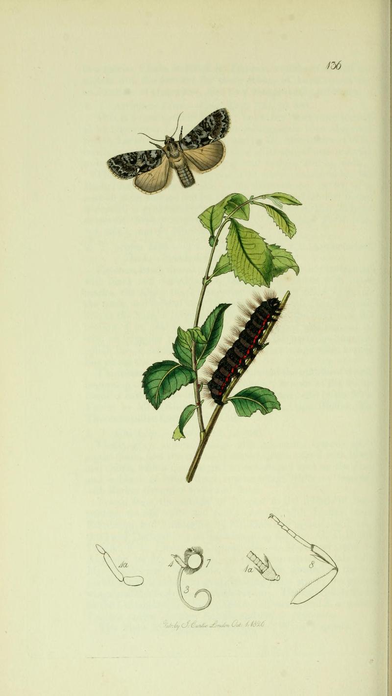 Britishentomologyvolume5Plate136