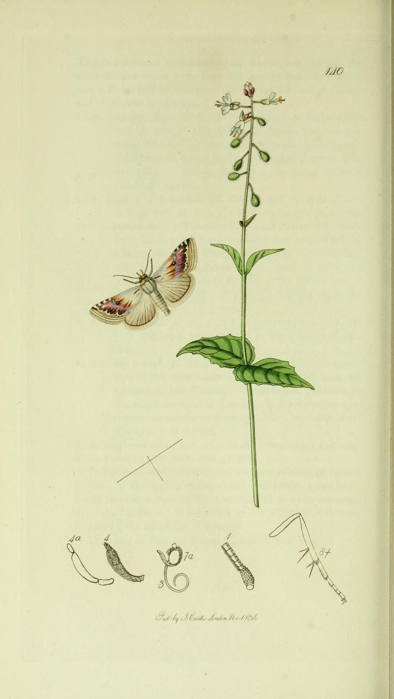 Britishentomologyvolume5Plate140