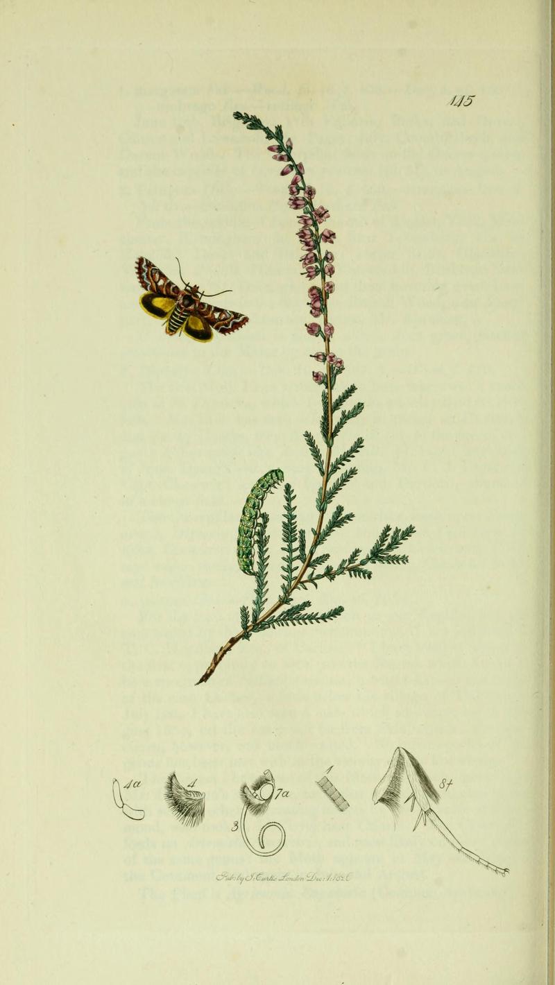 Britishentomologyvolume5Plate145