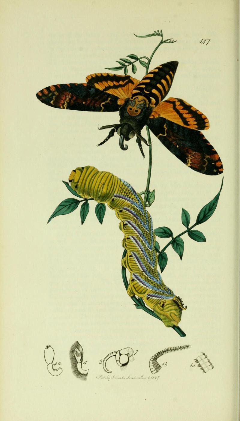 Britishentomologyvolume5Plate147