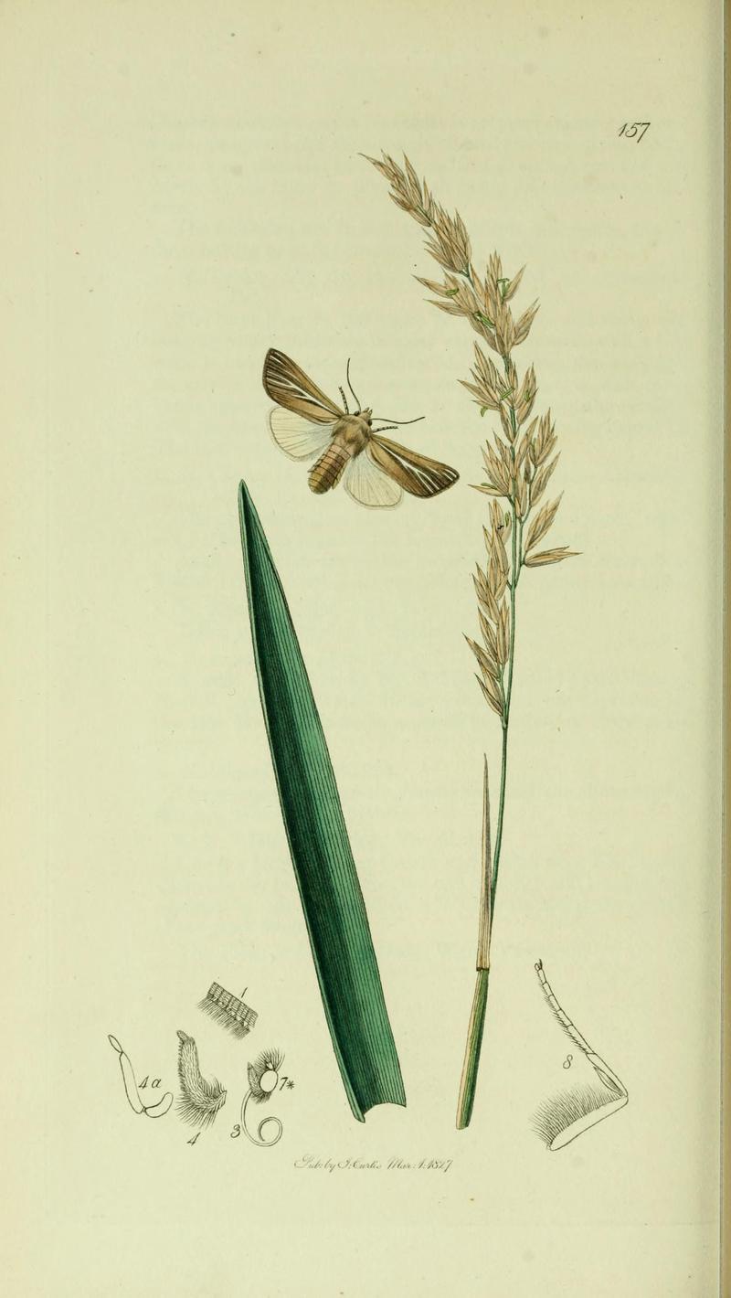 Britishentomologyvolume5Plate157