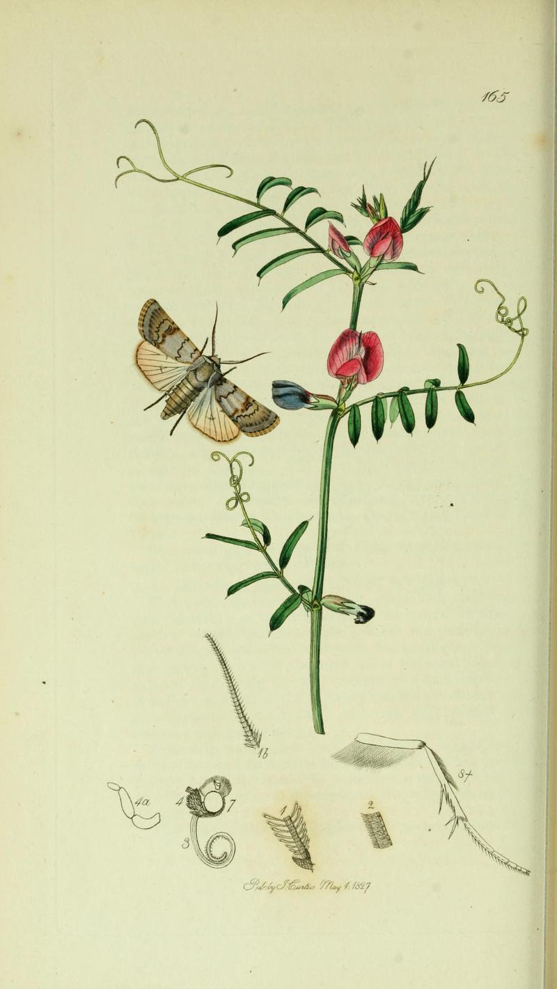 Britishentomologyvolume5Plate165