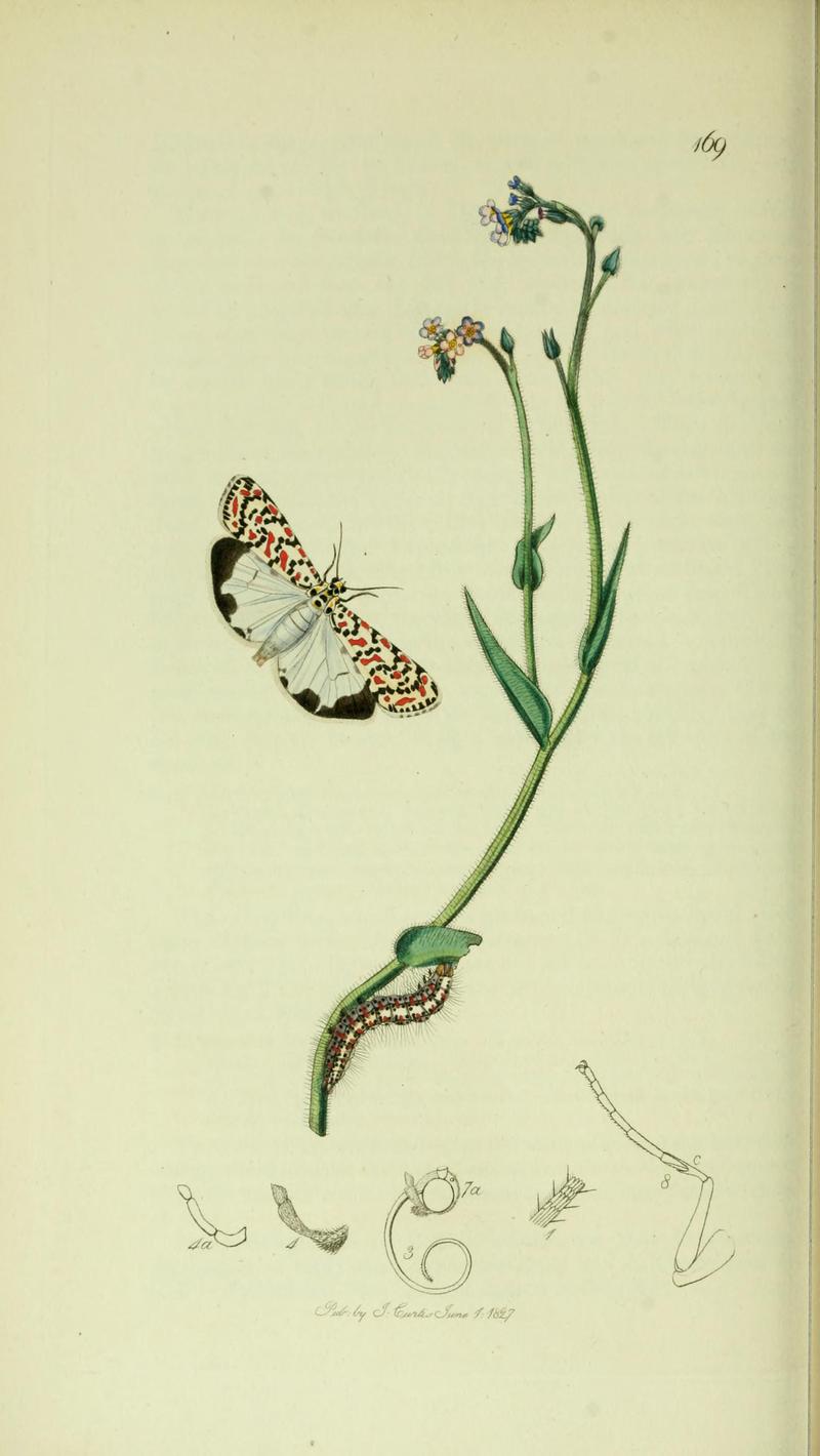 Britishentomologyvolume5Plate169