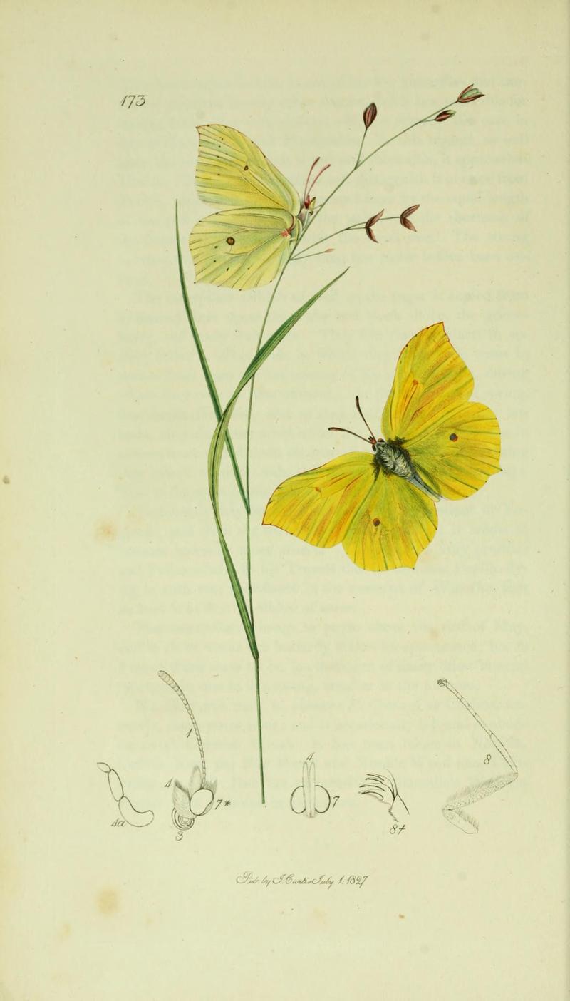 An illustration from British Entomology by John Curtis Gonepteryx rhamni var Brimstone