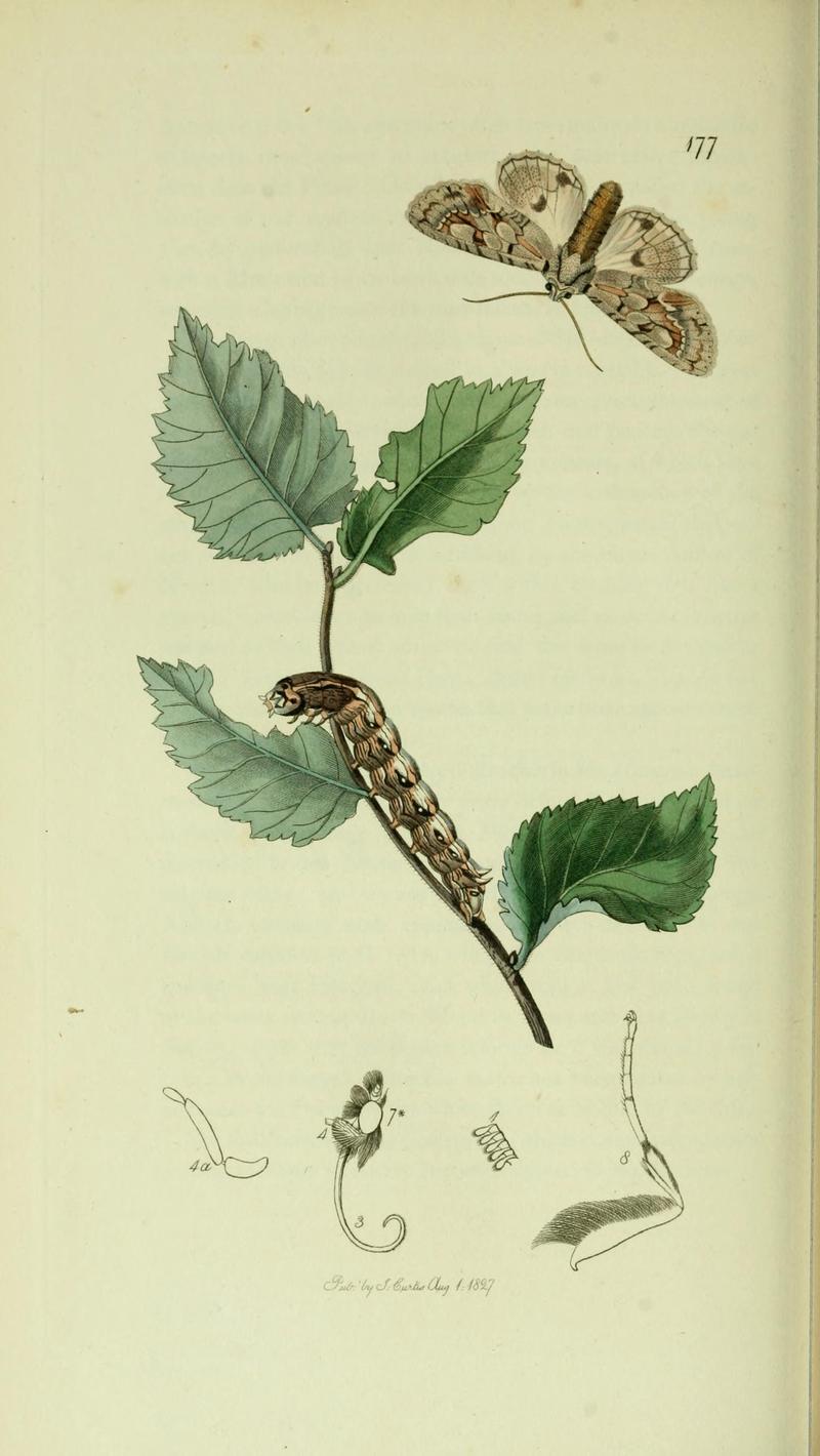 Britishentomologyvolume5Plate177