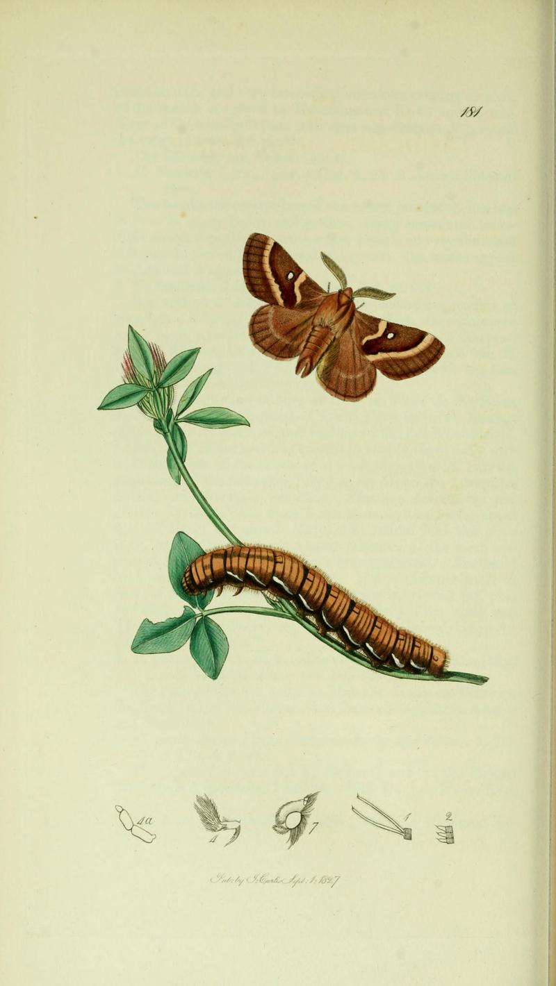 Britishentomologyvolume5Plate181