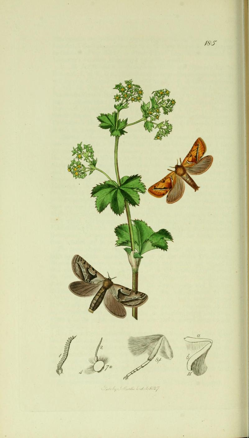 Britishentomologyvolume5Plate185