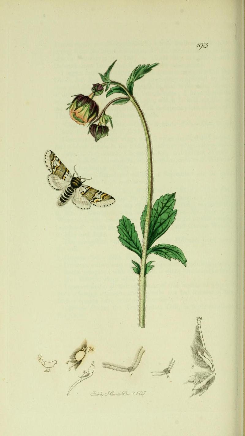 Britishentomologyvolume5Plate193