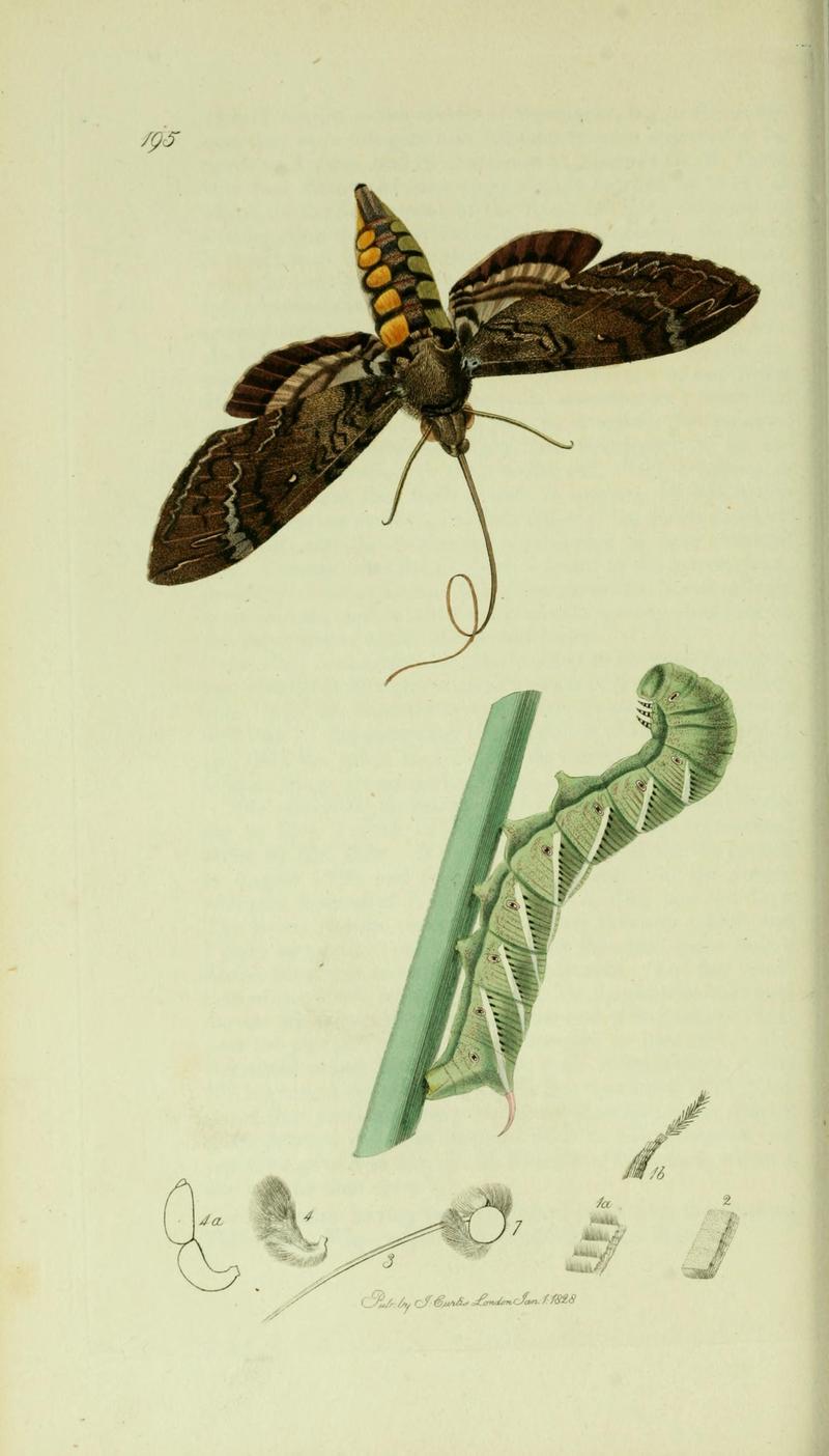 Britishentomologyvolume5Plate195