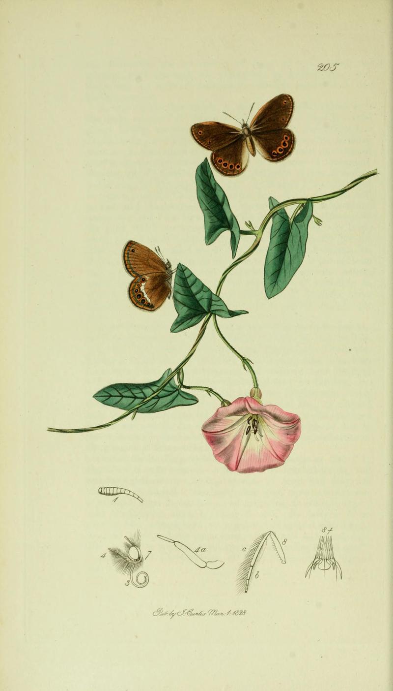 Britishentomologyvolume5Plate205