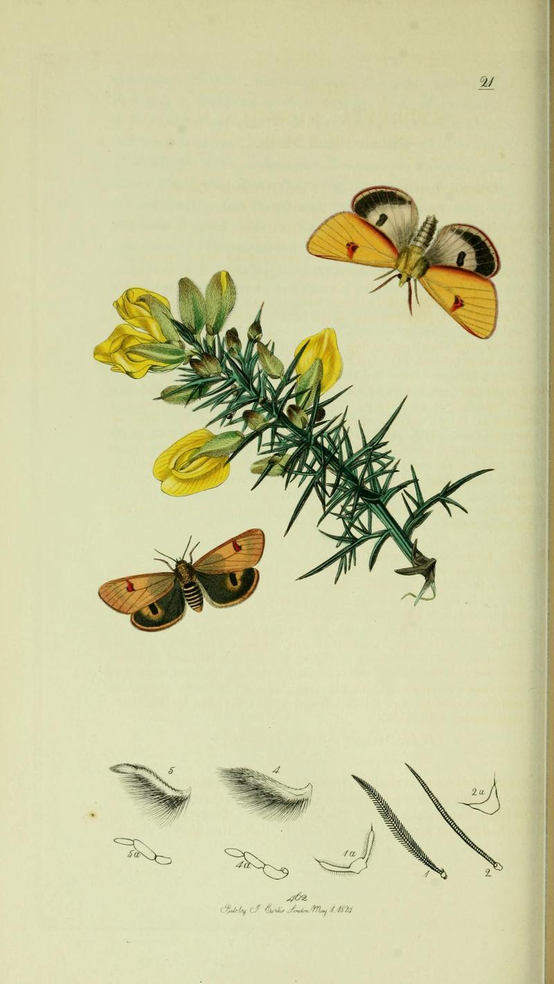 Britishentomologyvolume5Plate21