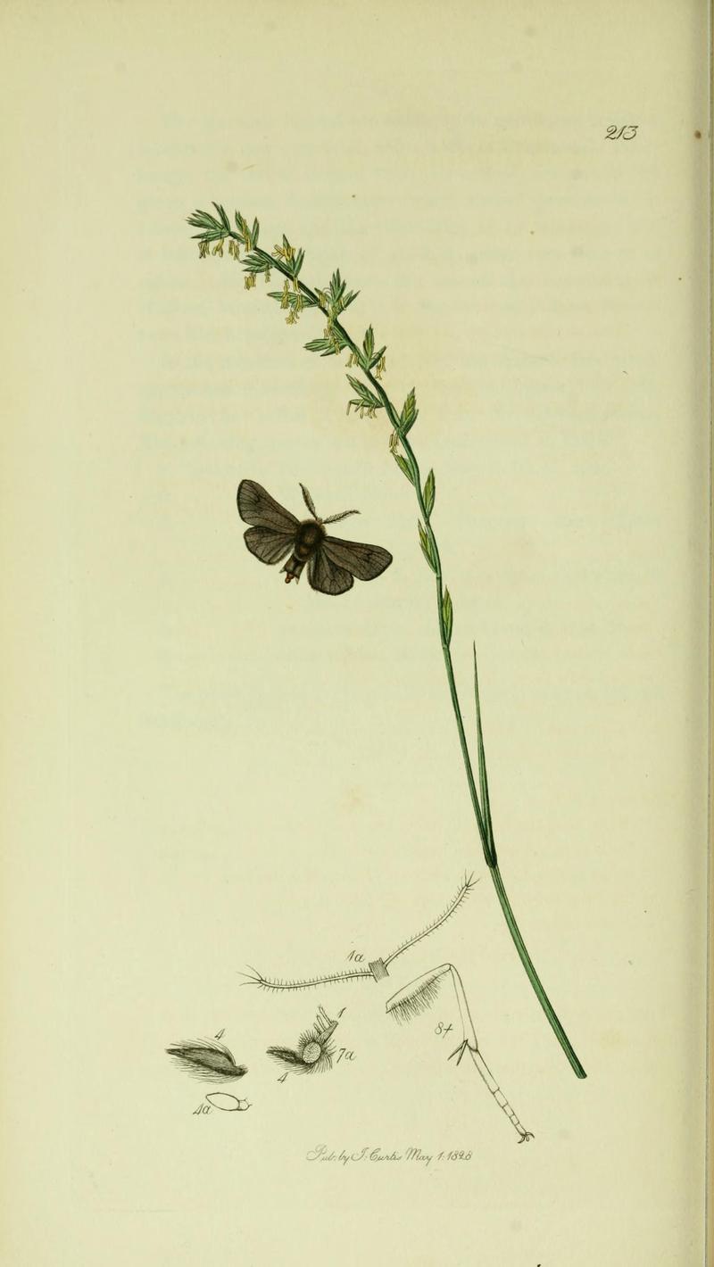 Britishentomologyvolume5Plate213