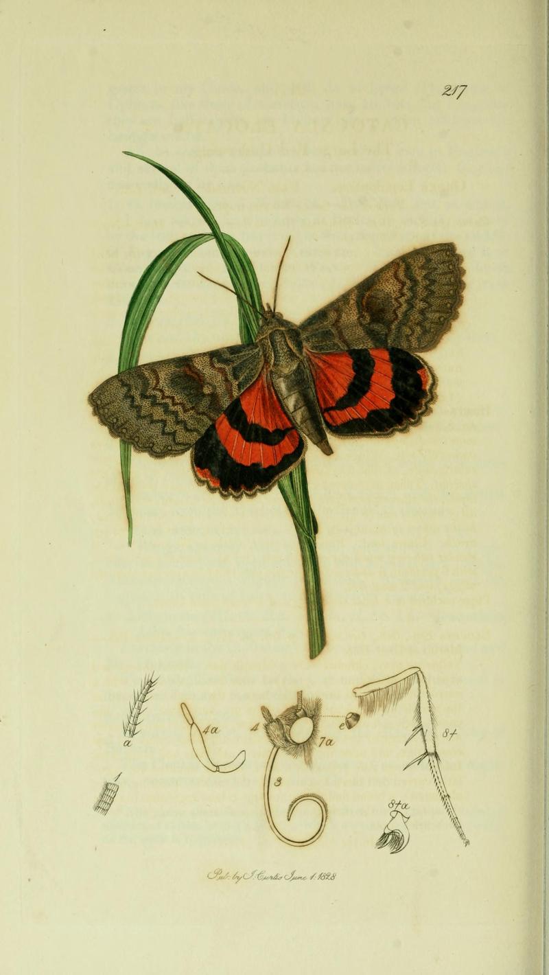 Britishentomologyvolume5Plate217