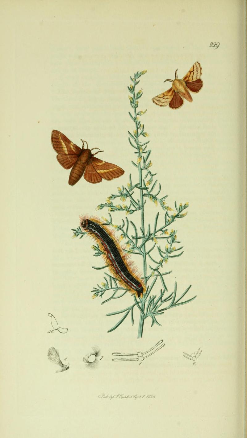 Britishentomologyvolume5Plate229