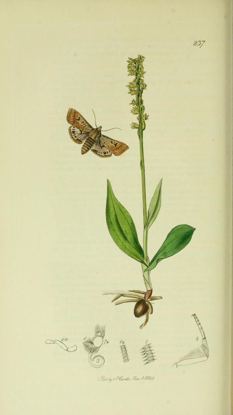 Britishentomologyvolume5Plate237