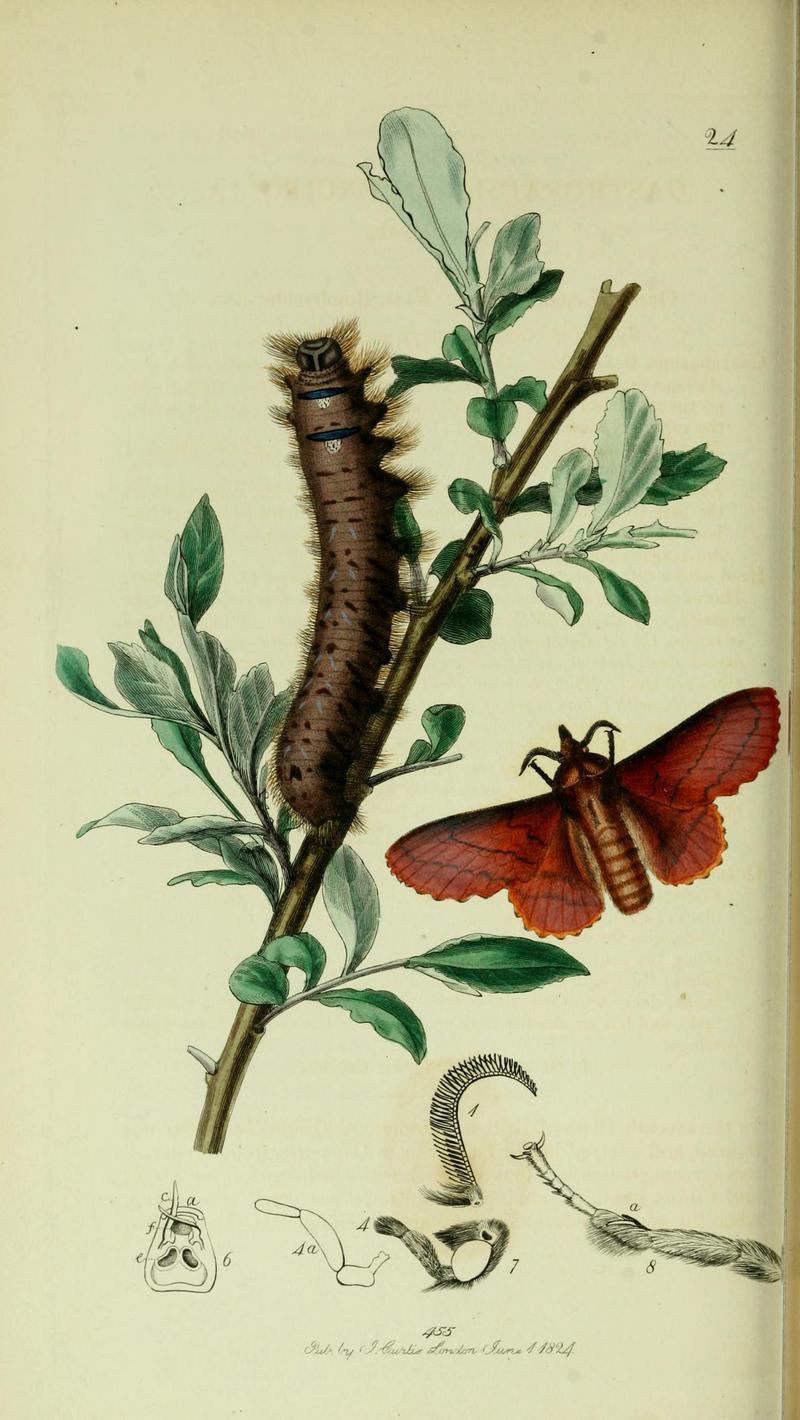 Britishentomologyvolume5Plate24