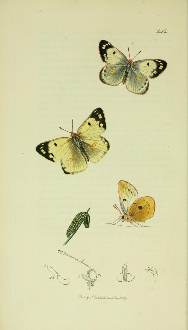 Britishentomologyvolume5Plate242