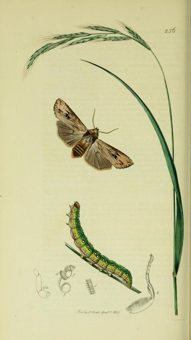 Britishentomologyvolume5Plate256