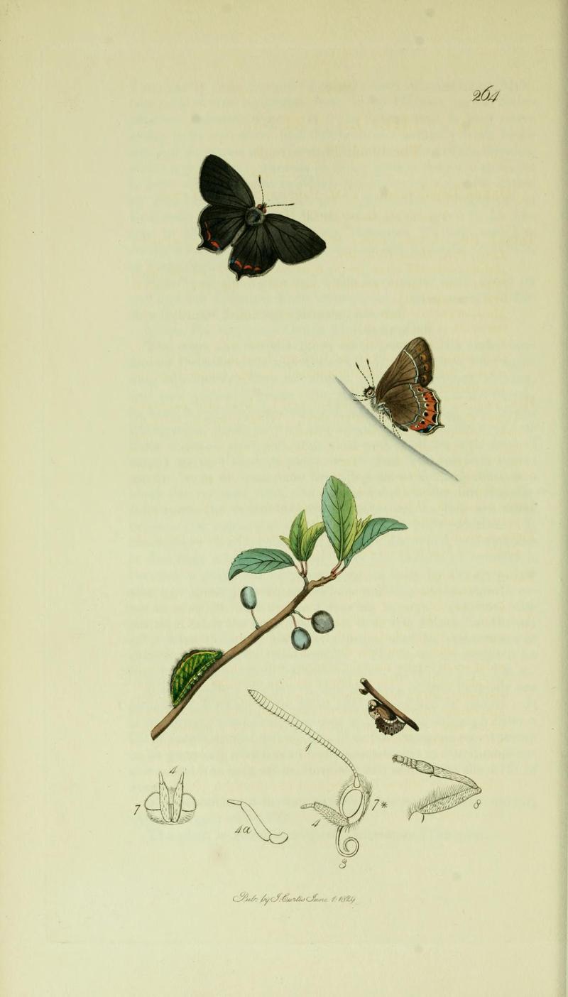 Britishentomologyvolume5Plate264