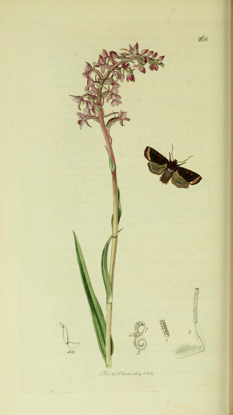 Britishentomologyvolume5Plate268