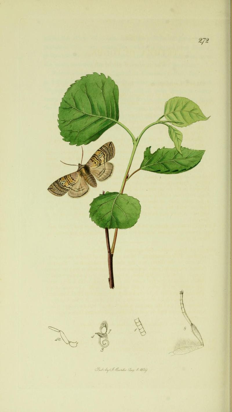 Britishentomologyvolume5Plate272