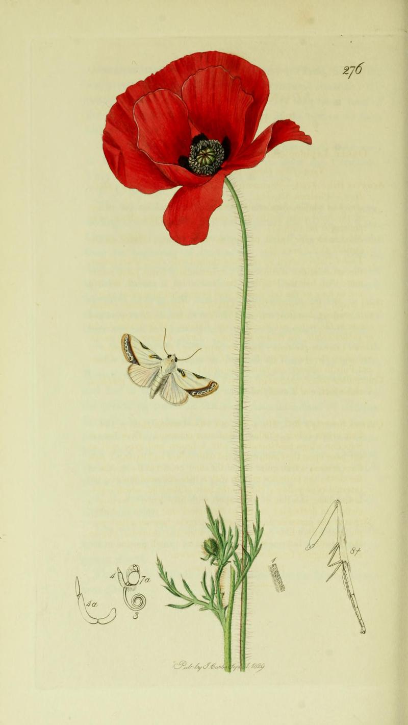 Britishentomologyvolume5Plate276