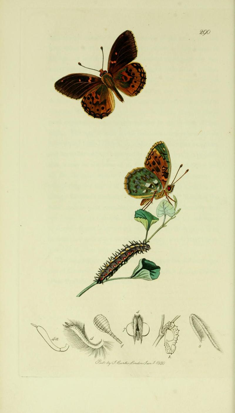 Britishentomologyvolume5Plate290