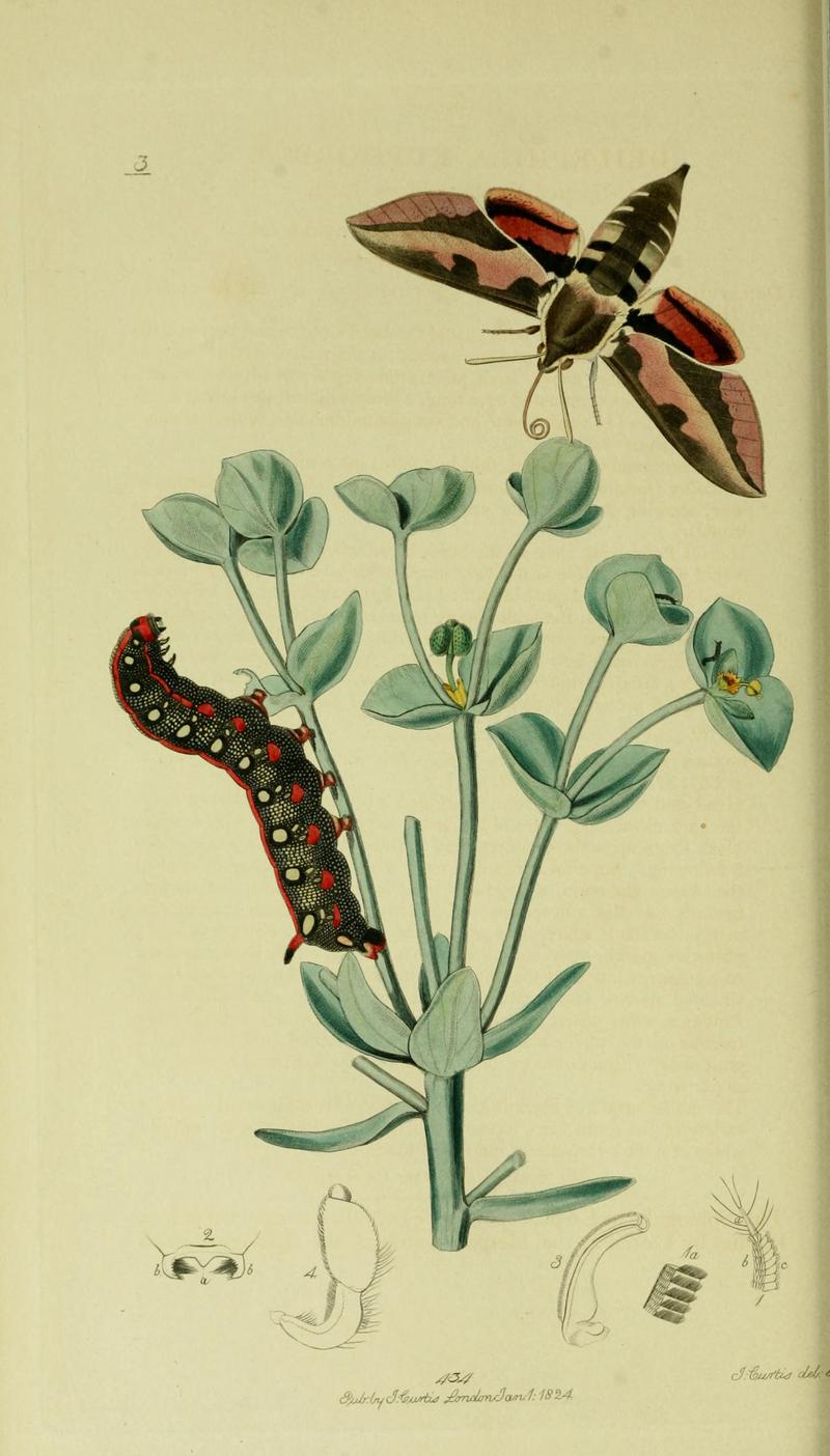 Britishentomologyvolume5Plate3