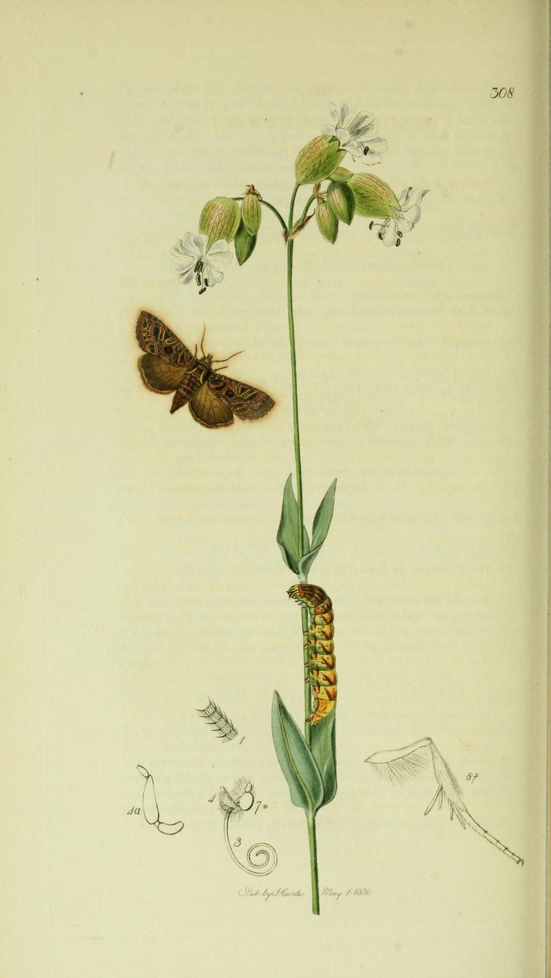 Britishentomologyvolume5Plate308