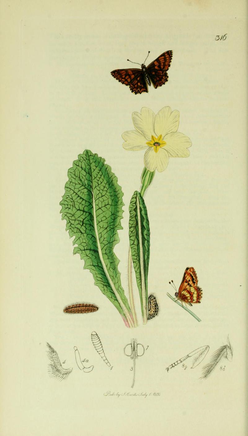 Britishentomologyvolume5Plate316