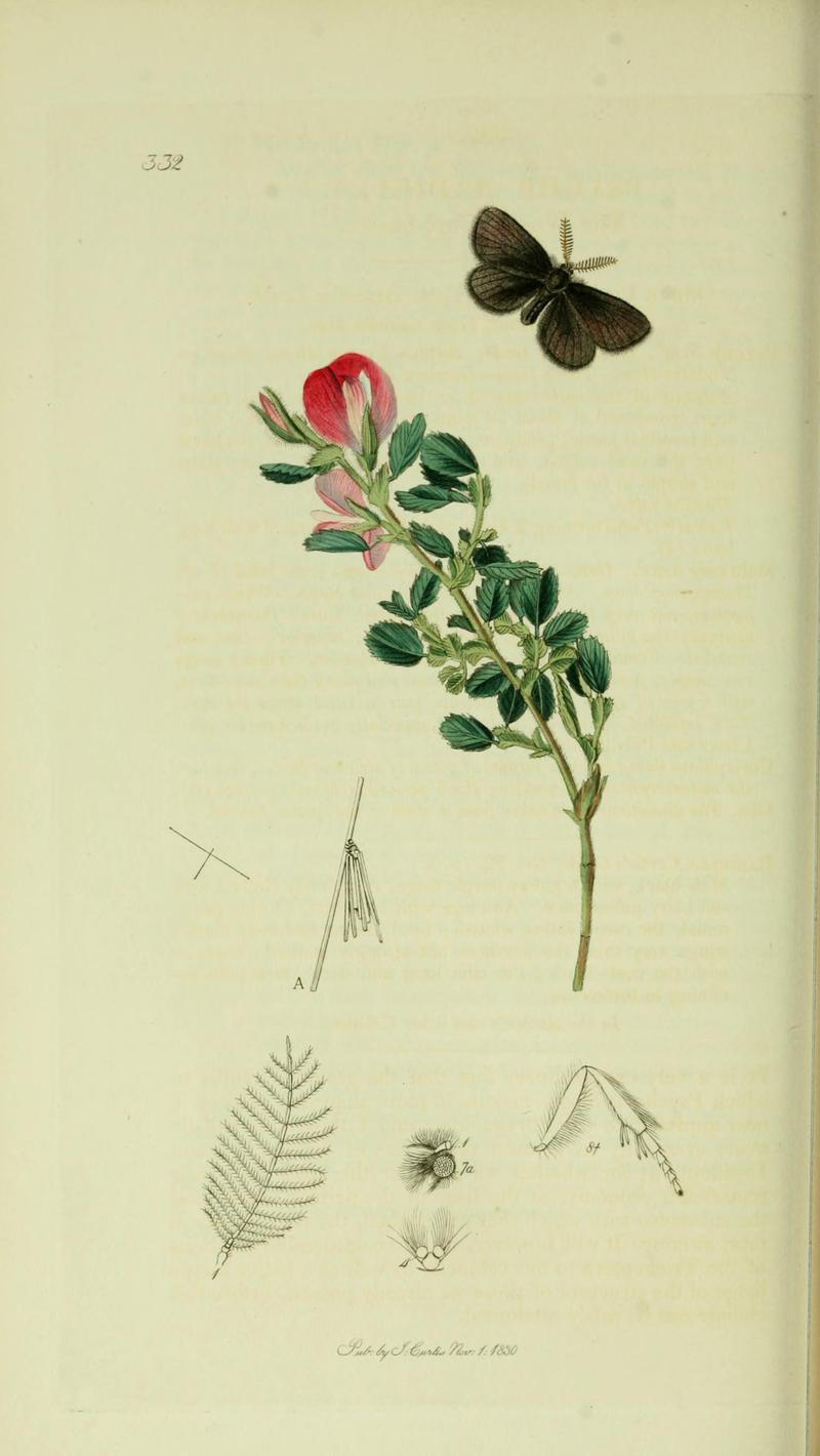 Britishentomologyvolume5Plate332