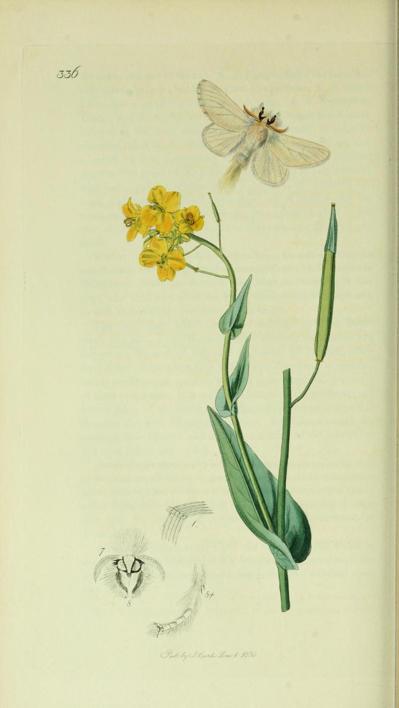 Britishentomologyvolume5Plate336